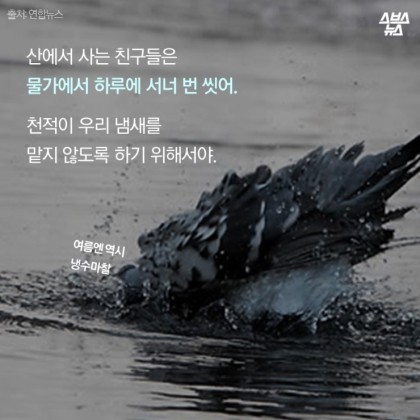 안녕. 나는 비둘기야 | 인스티즈