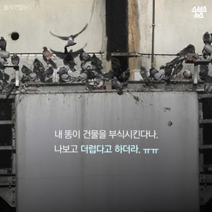 안녕. 나는 비둘기야 | 인스티즈