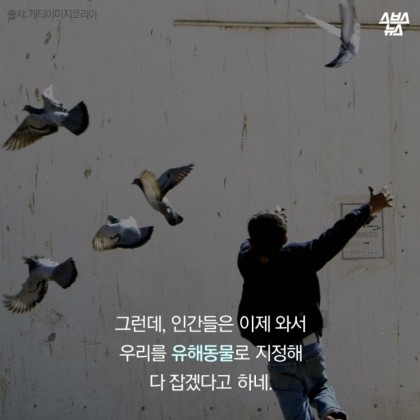 안녕. 나는 비둘기야 | 인스티즈