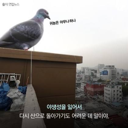 안녕. 나는 비둘기야 | 인스티즈