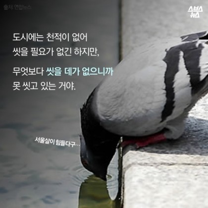 안녕. 나는 비둘기야 | 인스티즈