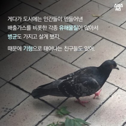 안녕. 나는 비둘기야 | 인스티즈