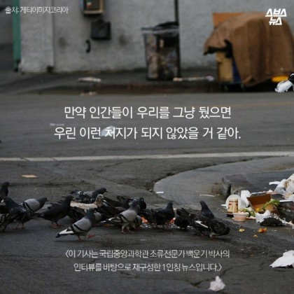 안녕. 나는 비둘기야 | 인스티즈