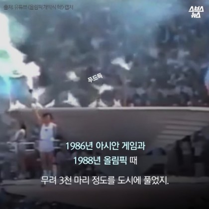 안녕. 나는 비둘기야 | 인스티즈