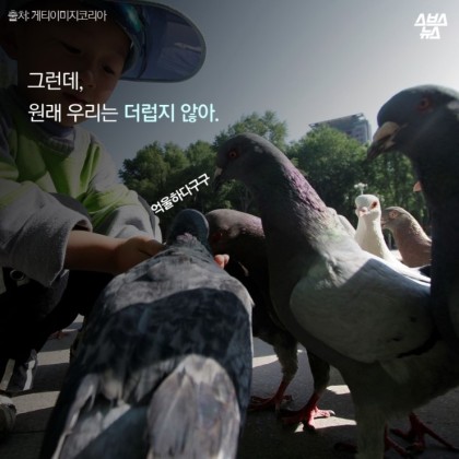 안녕. 나는 비둘기야 | 인스티즈