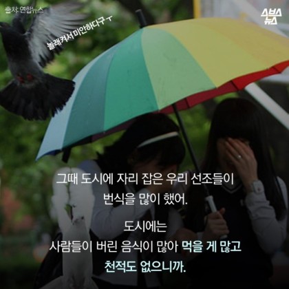 안녕. 나는 비둘기야 | 인스티즈