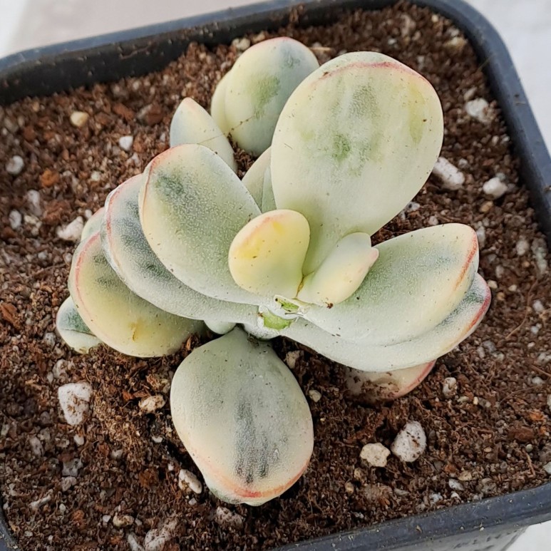 조은농원 이미지