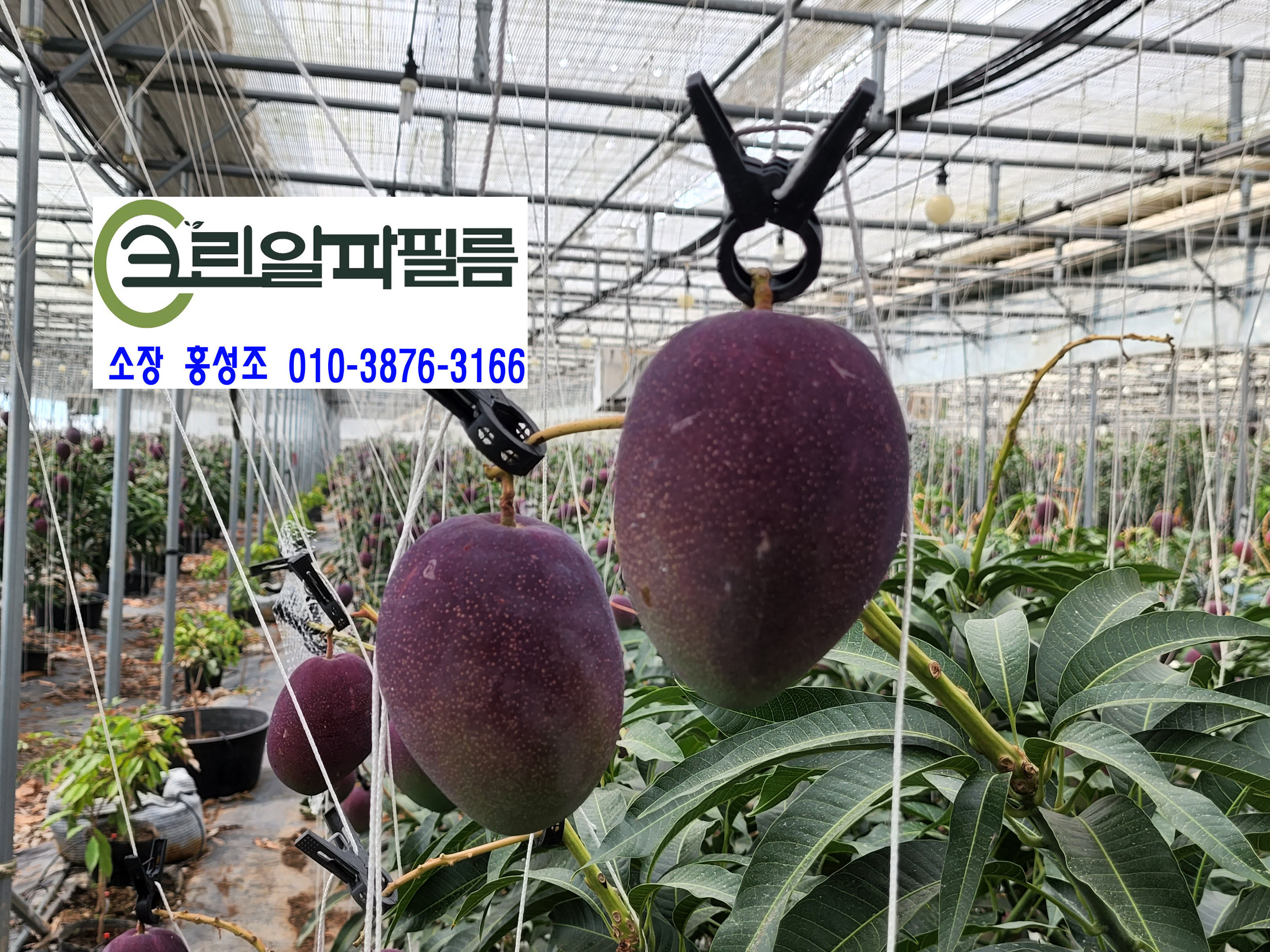 알파크린 이미지