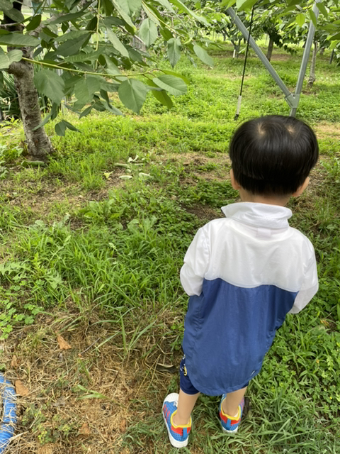 새콤달콤체리농장 이미지