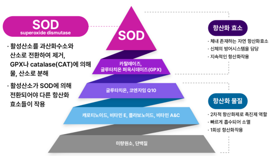에스케어 이미지