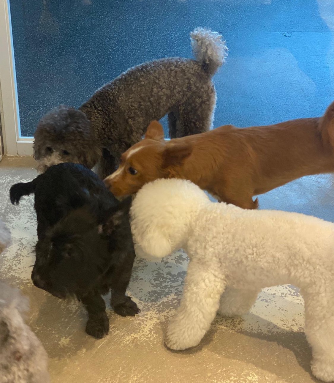 김덕선으로 보는 강아지 유치원 적응기 | 인스티즈