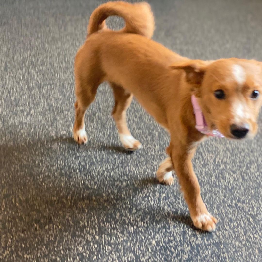 김덕선으로 보는 강아지 유치원 적응기 | 인스티즈