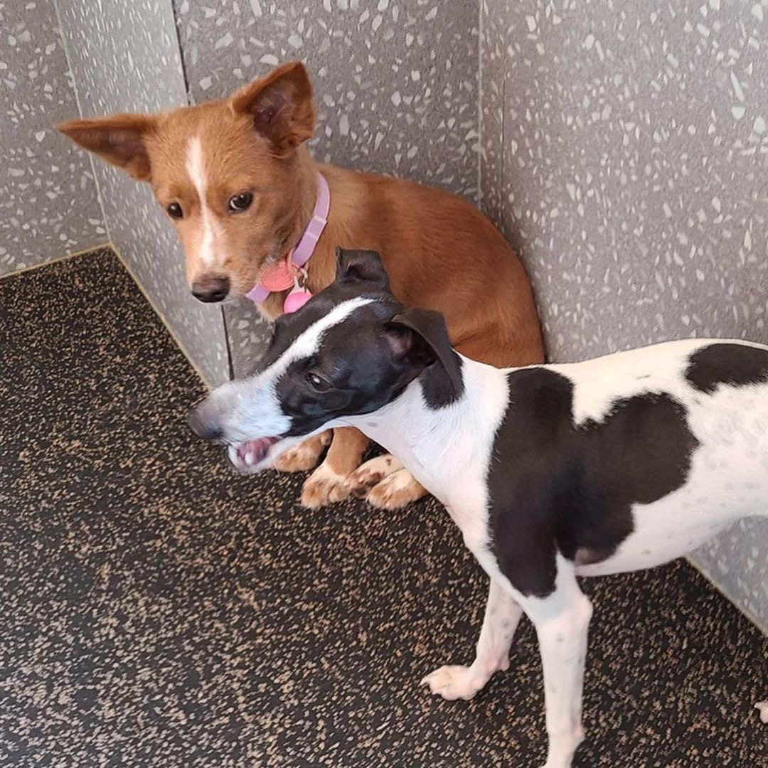 김덕선으로 보는 강아지 유치원 적응기 | 인스티즈