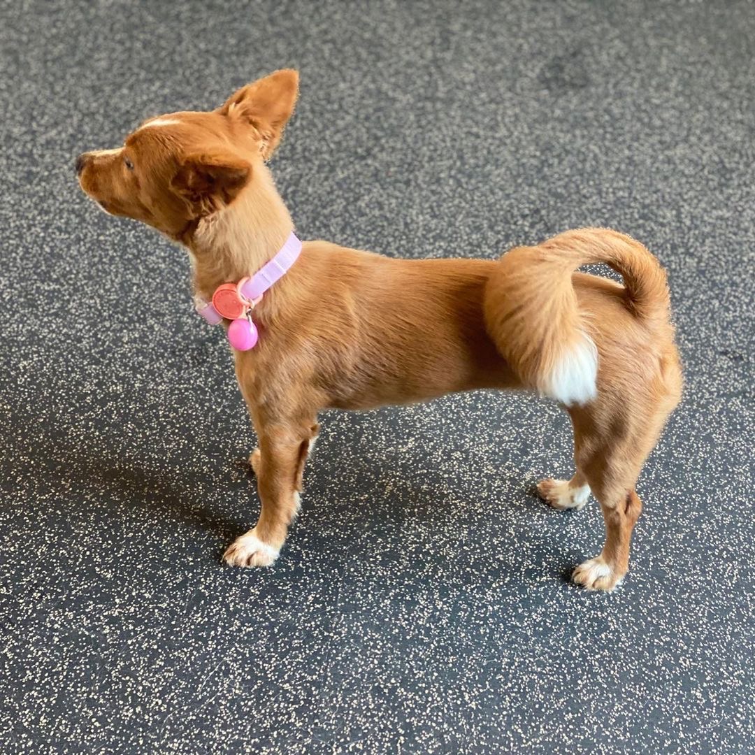 김덕선으로 보는 강아지 유치원 적응기 | 인스티즈