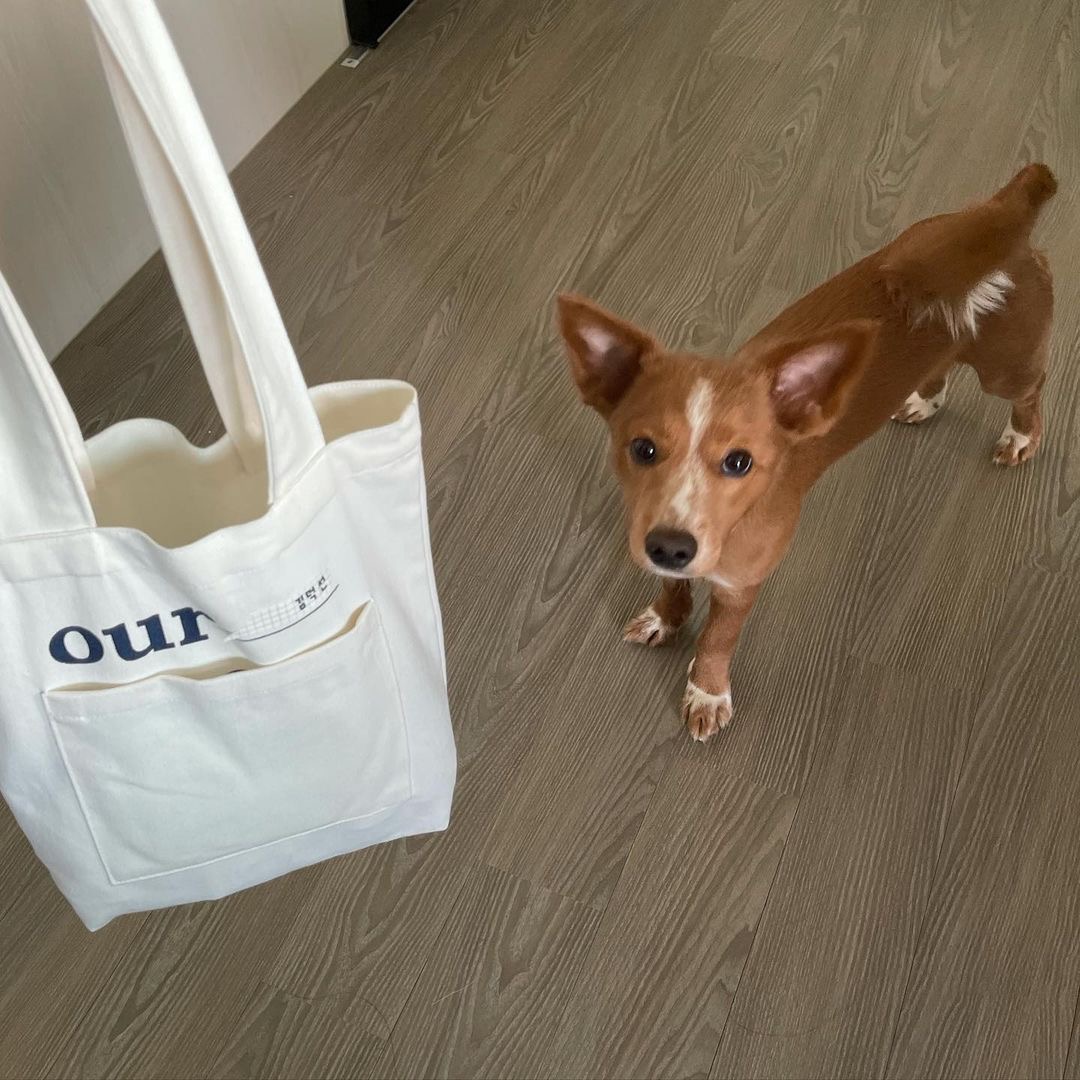 김덕선으로 보는 강아지 유치원 적응기 | 인스티즈