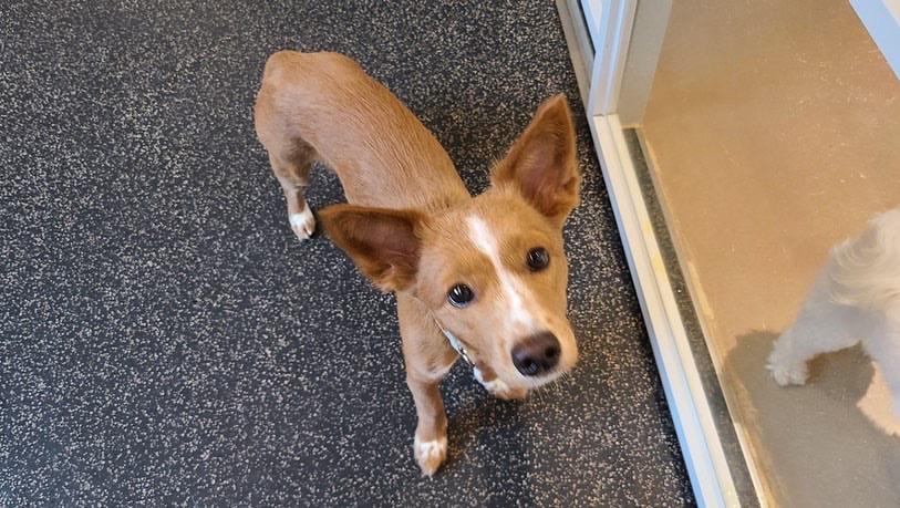 김덕선으로 보는 강아지 유치원 적응기 | 인스티즈