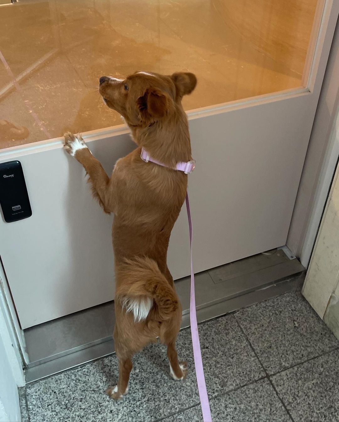 김덕선으로 보는 강아지 유치원 적응기 | 인스티즈