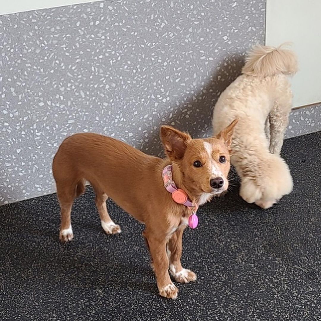 김덕선으로 보는 강아지 유치원 적응기 | 인스티즈