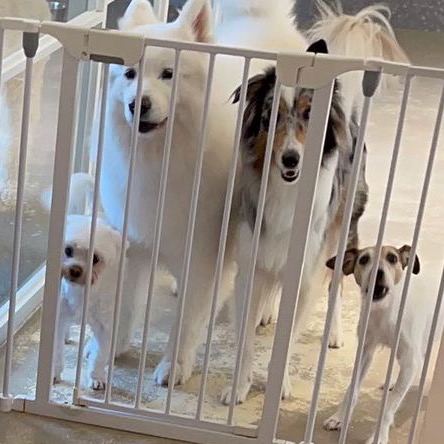 김덕선으로 보는 강아지 유치원 적응기 | 인스티즈