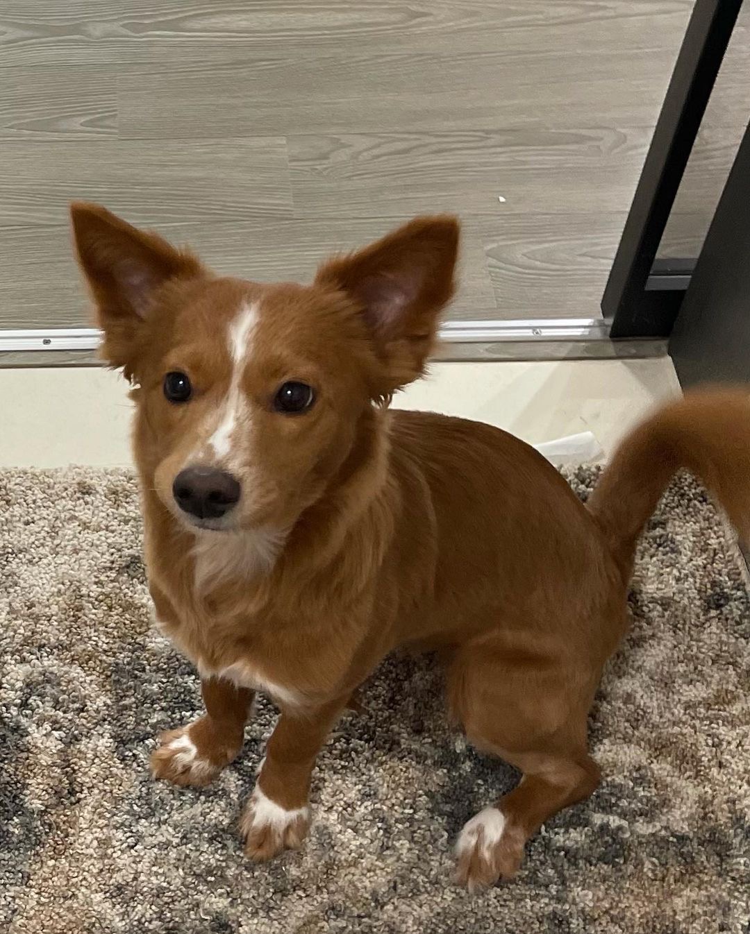 김덕선으로 보는 강아지 유치원 적응기 | 인스티즈