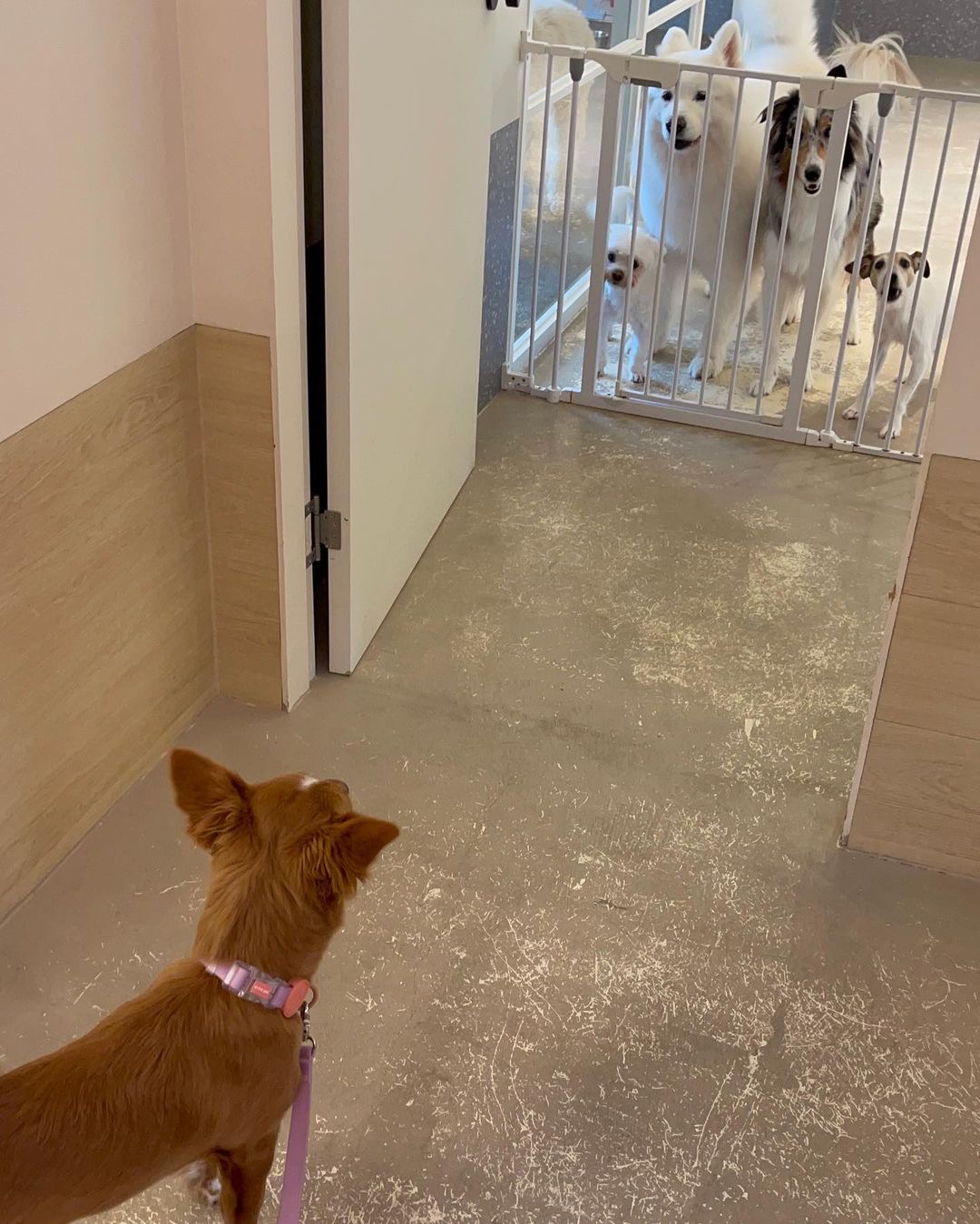 김덕선으로 보는 강아지 유치원 적응기 | 인스티즈