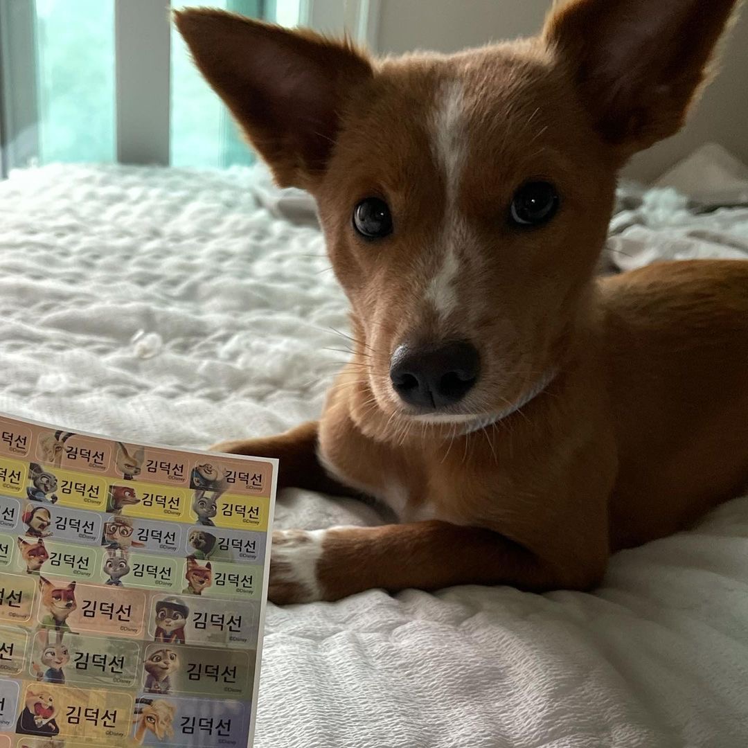 김덕선으로 보는 강아지 유치원 적응기 | 인스티즈