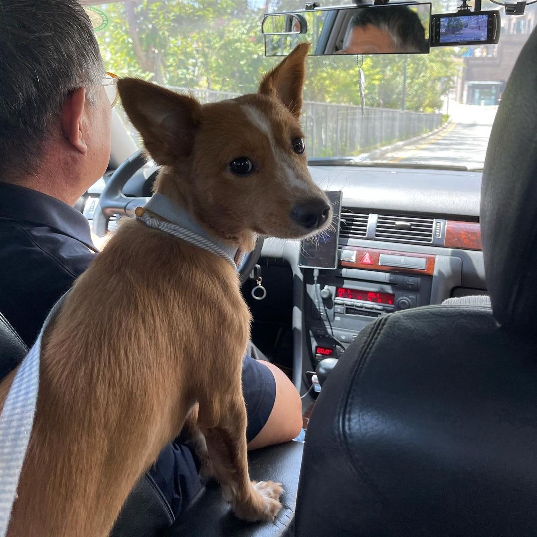 김덕선으로 보는 강아지 유치원 적응기 | 인스티즈