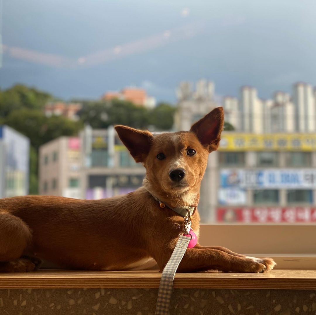 김덕선으로 보는 강아지 유치원 적응기 | 인스티즈