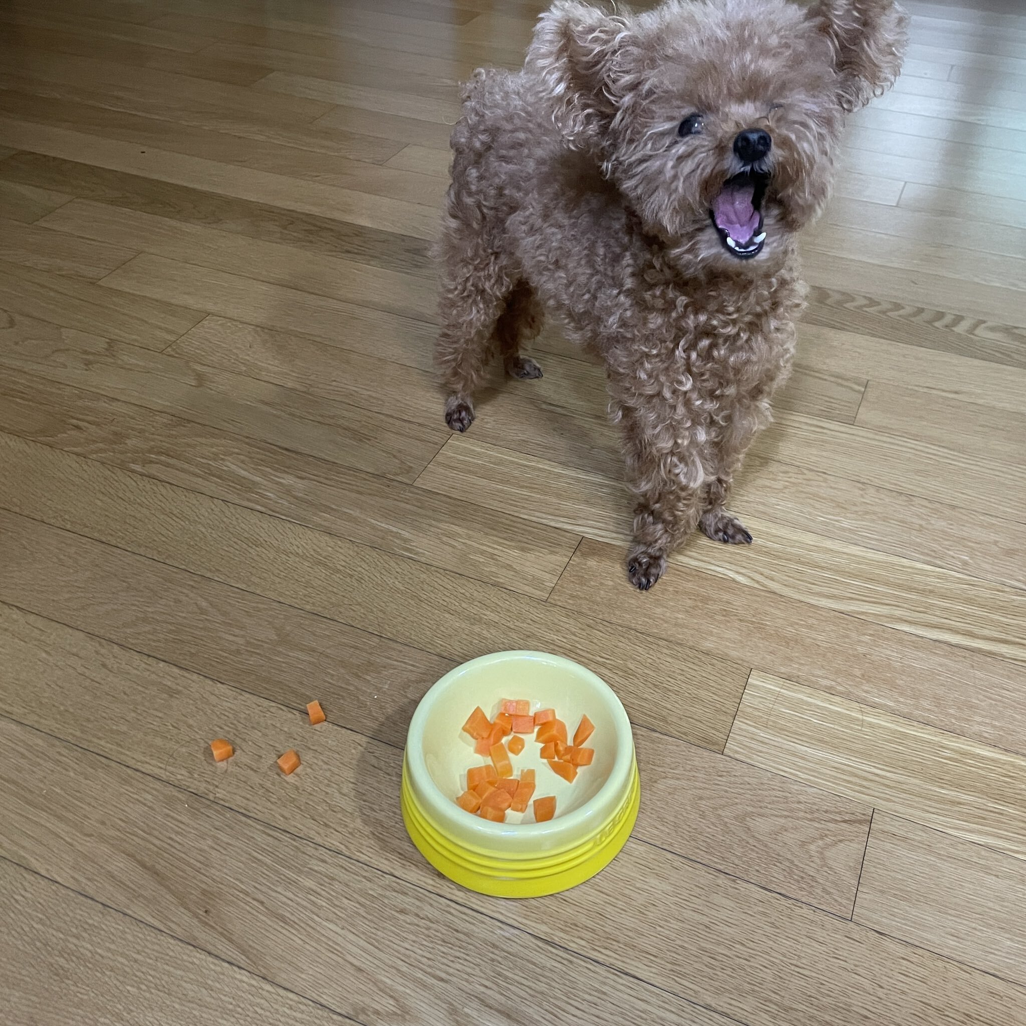 당근이랑 고구마 섞어줬는데....twt | 인스티즈