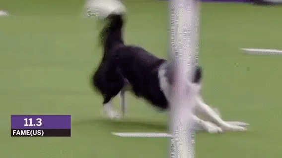 우리는 허스키같은 삶을 살아야해 | 인스티즈