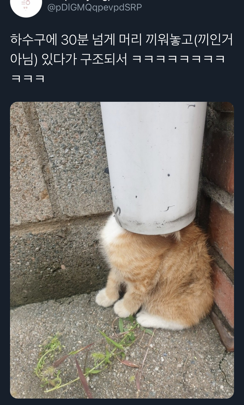 구조된 고양이가 귀여운 이유.twt | 인스티즈