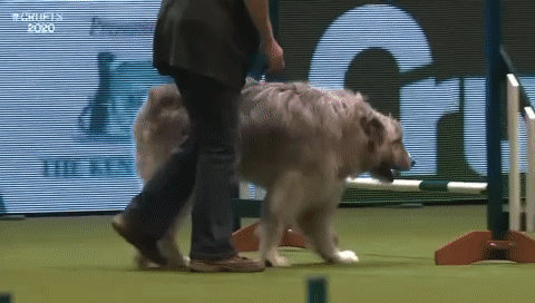 우리는 허스키같은 삶을 살아야해 | 인스티즈