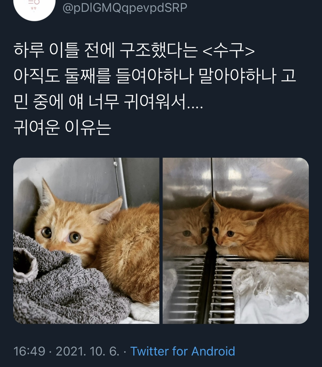 구조된 고양이가 귀여운 이유.twt | 인스티즈