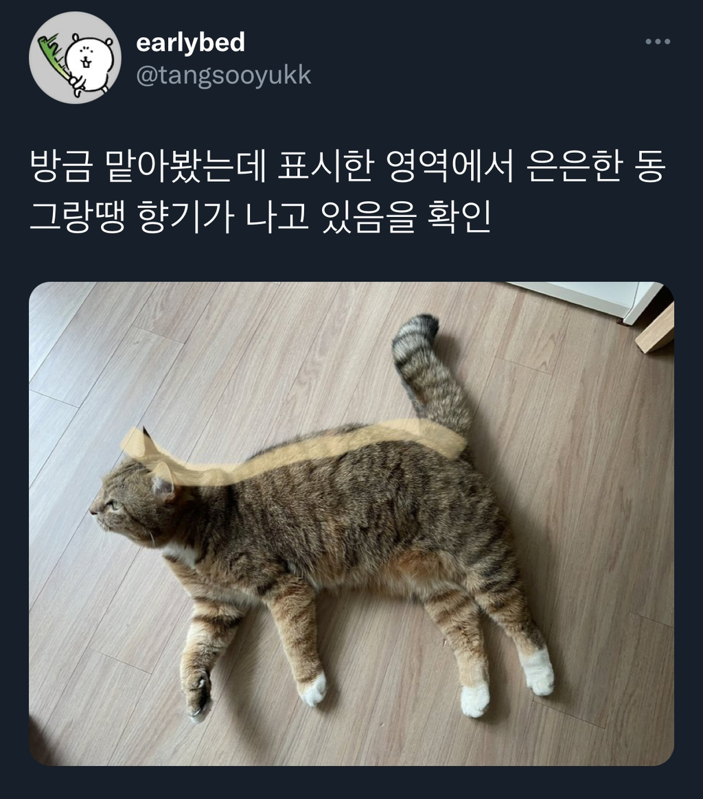 동그랑땡 부친다고 냄새나서 방문 닫고 고양이들이랑 있었는데.twt | 인스티즈