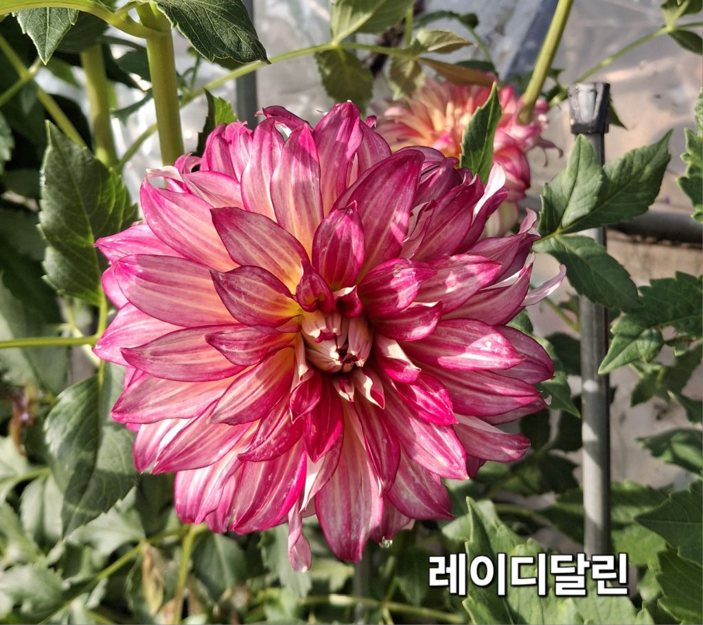다알리아 이미지