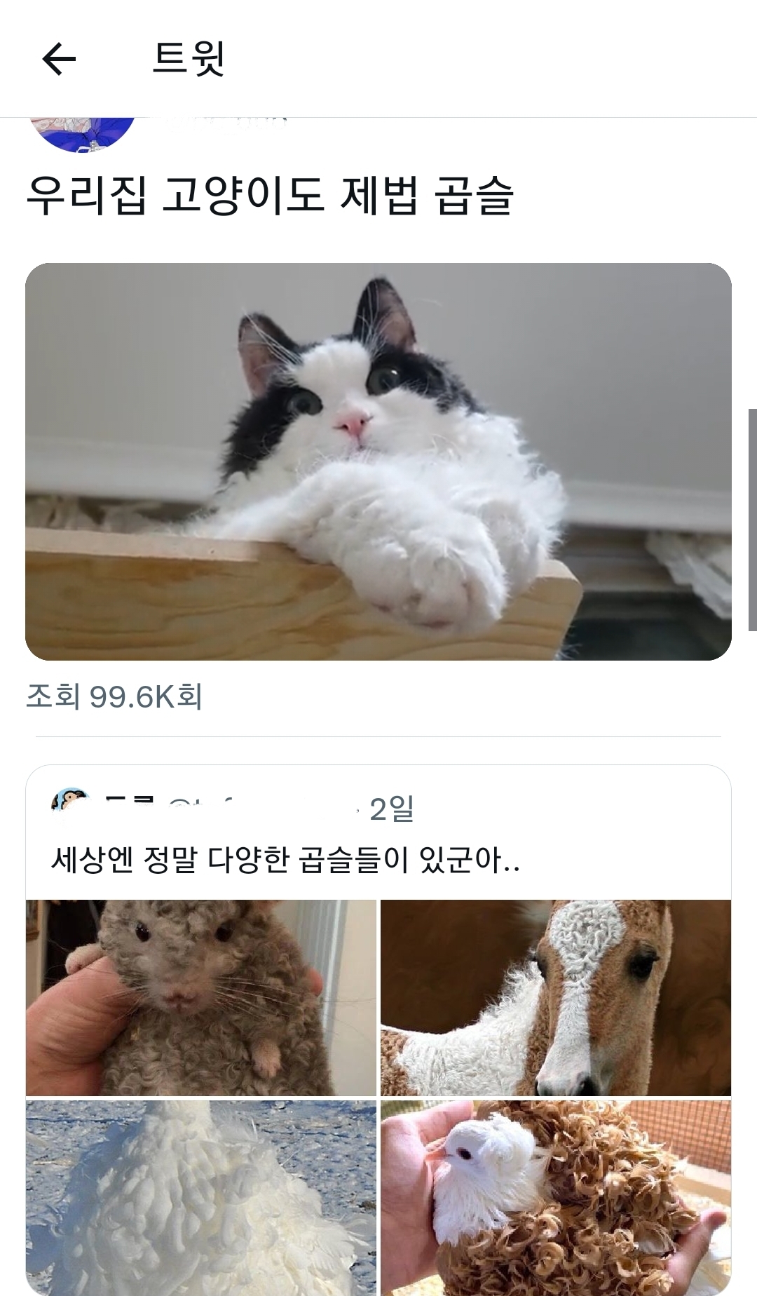 세상엔 다양한 곱슬이 있군아 | 인스티즈