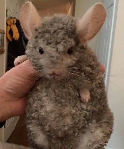 세상엔 다양한 곱슬이 있군아 | 인스티즈