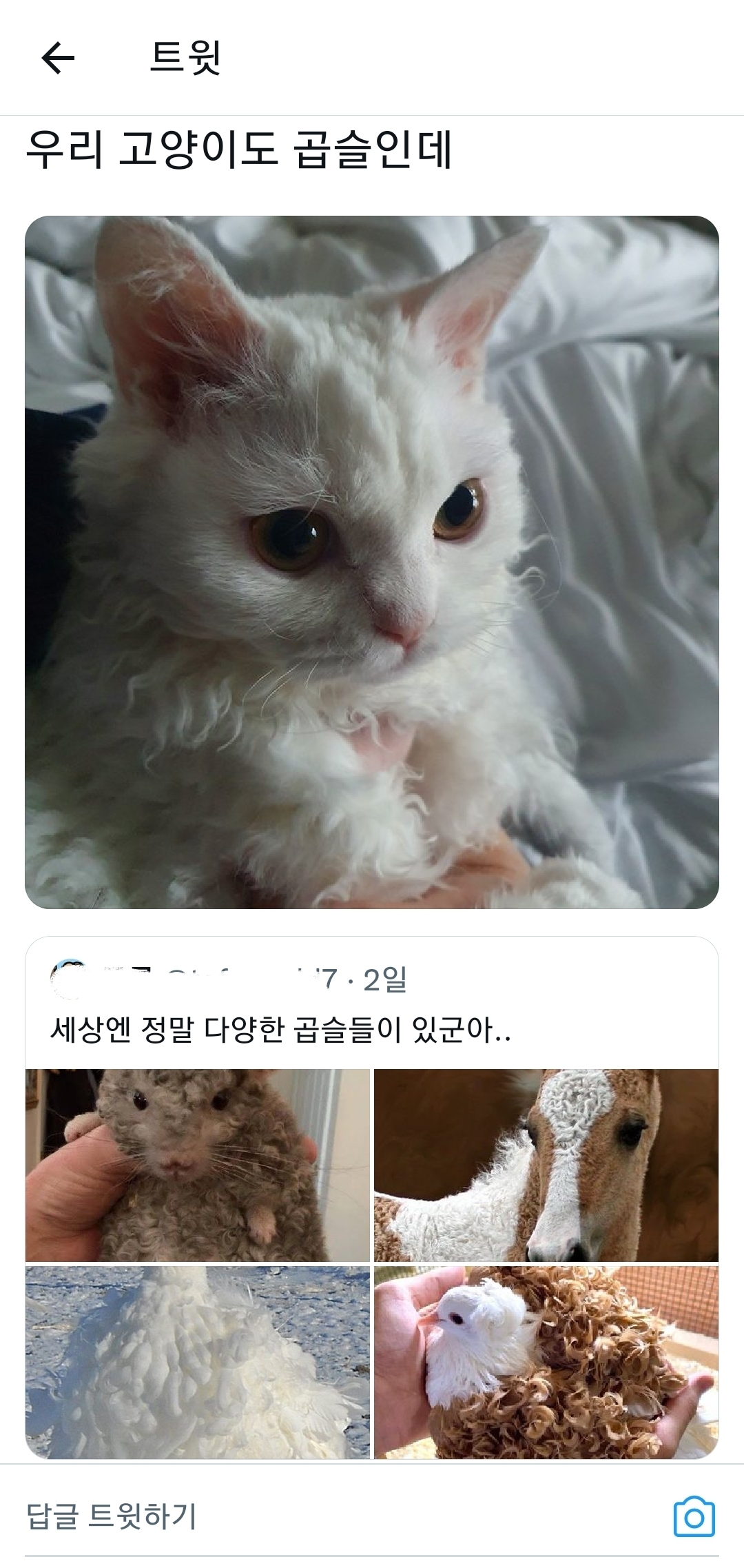 세상엔 다양한 곱슬이 있군아 | 인스티즈