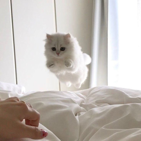 WHITE, WHITE, WHITE! | 인스티즈