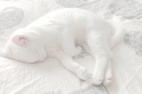 WHITE, WHITE, WHITE! | 인스티즈