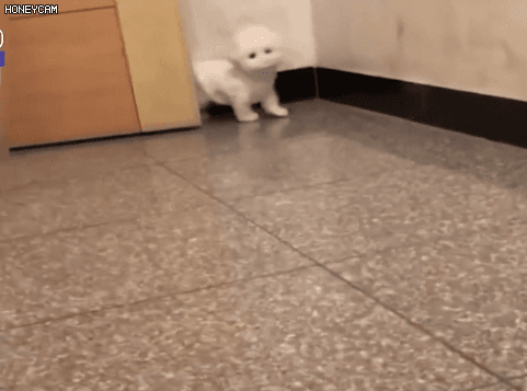 엄하게 생긴 할아버 귀여운 강아지 산책 시키는 게 웃긴 달글 | 인스티즈