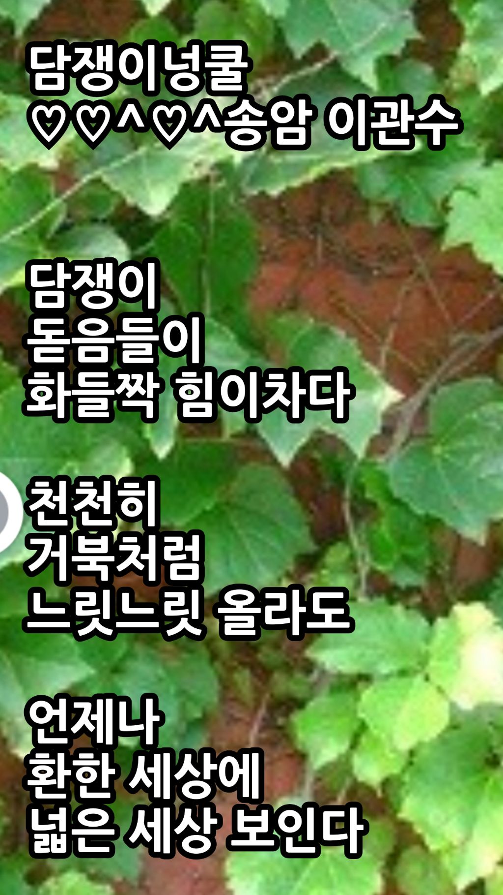 넝쿨담쟁이 이미지