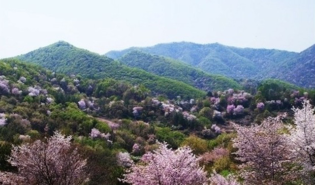 함초롱 이미지