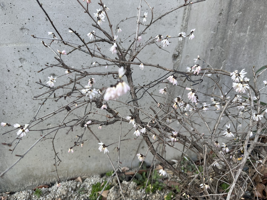 미선담 이미지