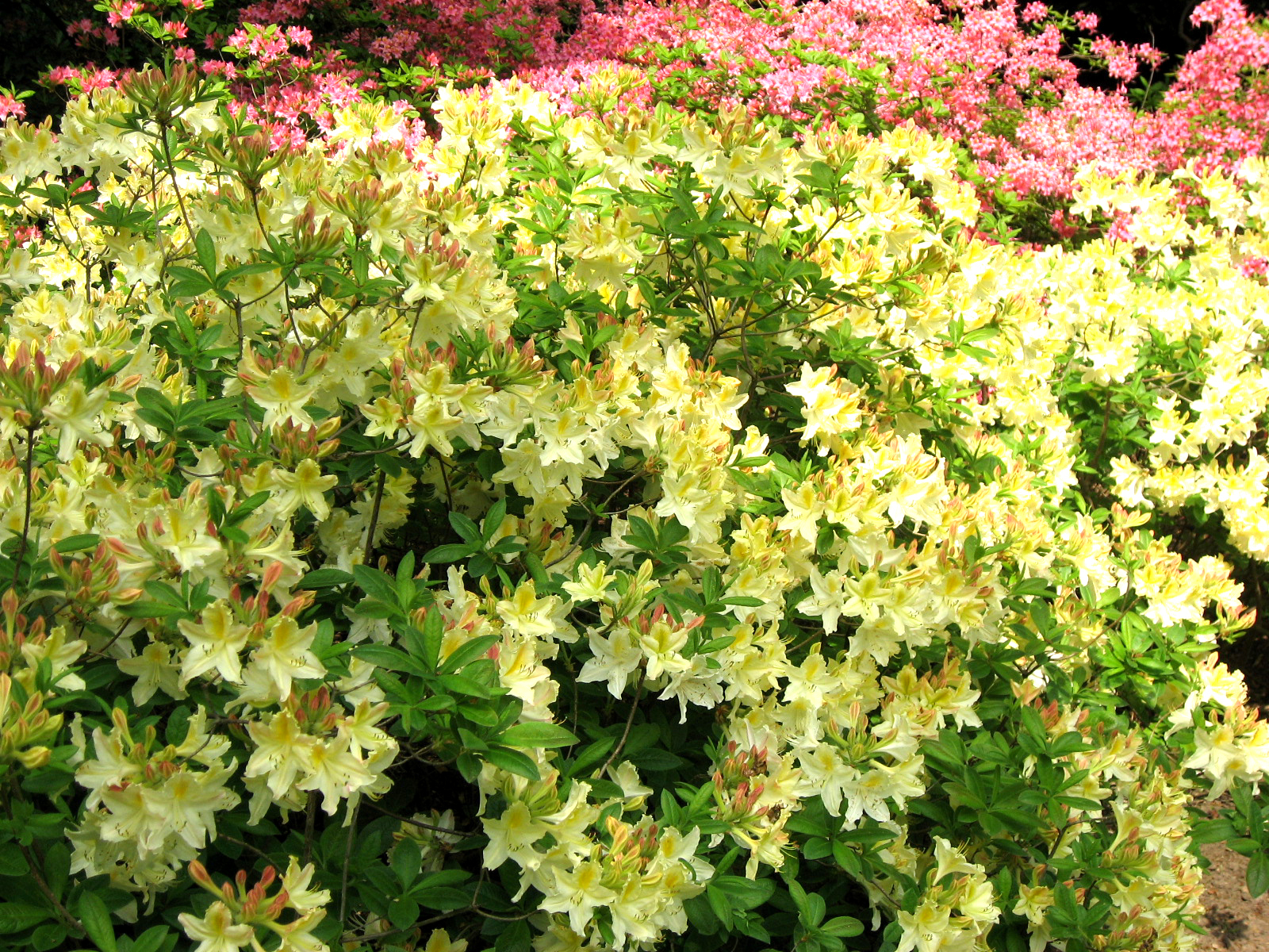 부쉬(bush) 이미지