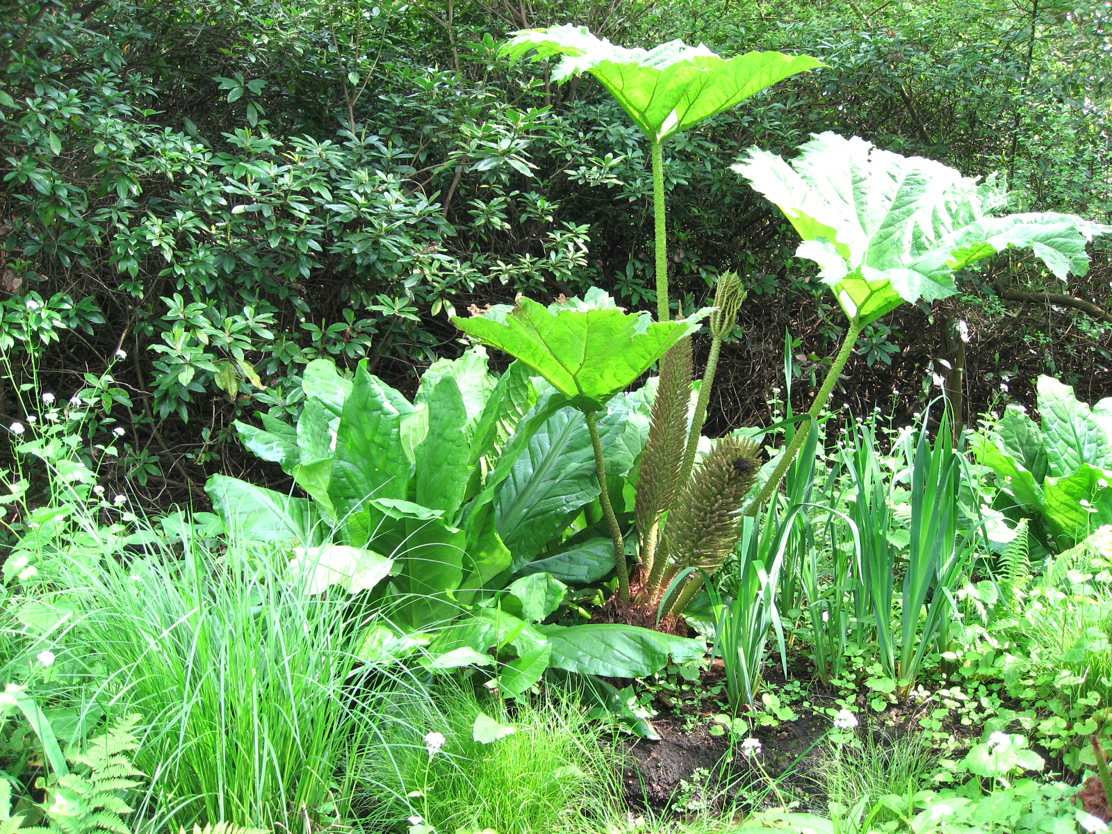 부쉬(bush) 이미지