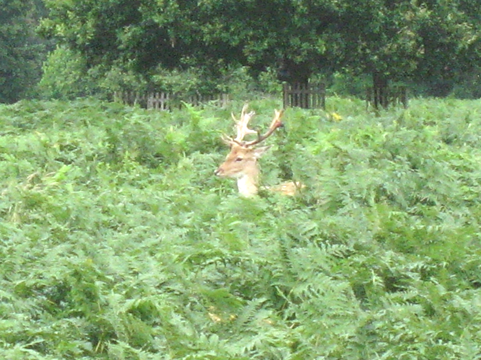 부쉬(bush) 이미지
