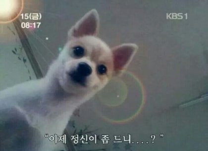 다 이미지