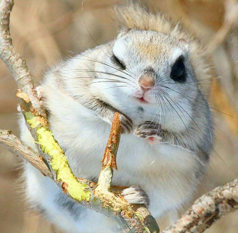 말랑콩떡 이미지