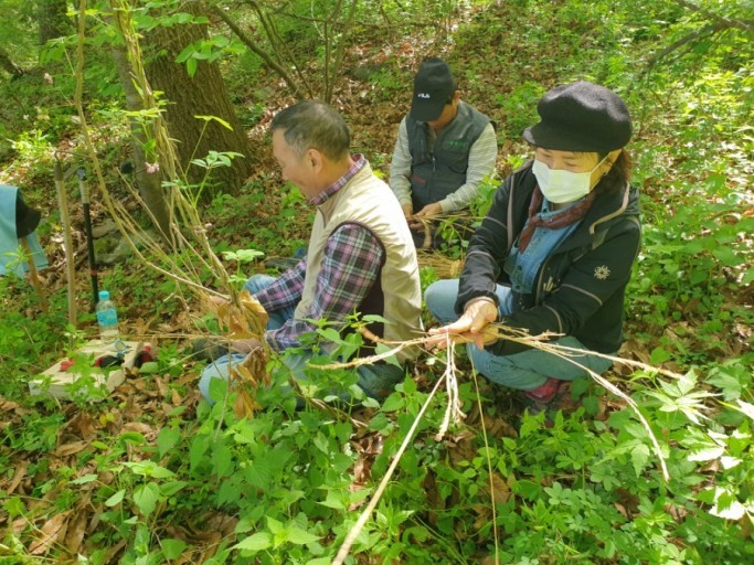 약초공부ㅡ 산삼에 관한 지식ㅡ삼의 자생지ㅡ 내용에 있어 야생삼과 산삼을 ㅡ 엄연히 구분하여 ㅡ설명드리고자 합니다. - 청솔 경운아방 - 서울... 